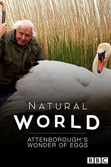 Attenborough's Wonder of Eggs poster