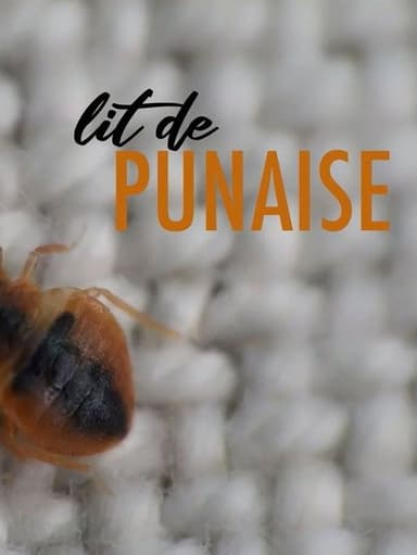 The Bedbug poster