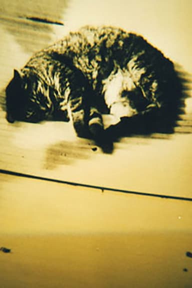 Animal Studies poster