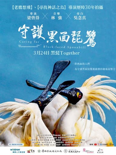 Caring for Black-Faced Spoonbill poster