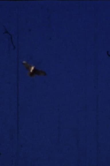 Flying Fish poster