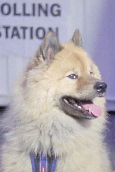 Dogs at Polling Stations poster