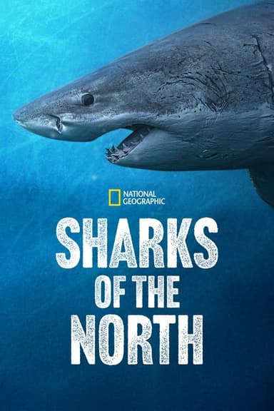 Sharks of the North poster