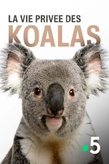 La vie privée des koalas poster