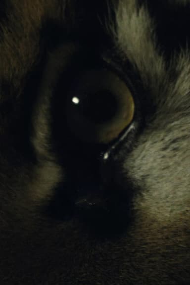The Haunted poster