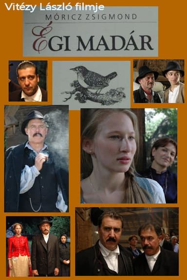 Égi madár poster