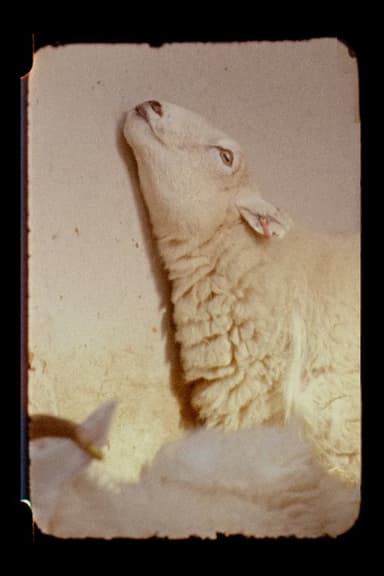 Lamb poster