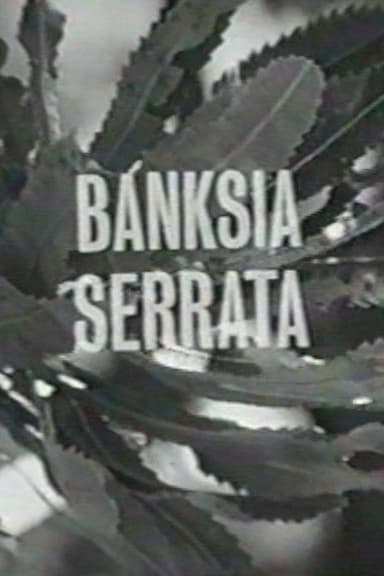 Banksia Serrata poster