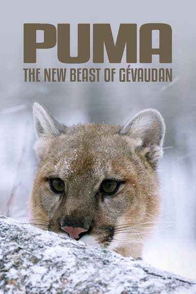 Cougar: On the Trail of the Ghost Cat poster