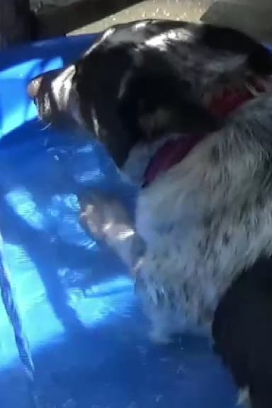 Dog in a Swimming Pool poster