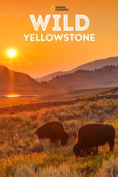 Wild Yellowstone: Fire And Ice poster