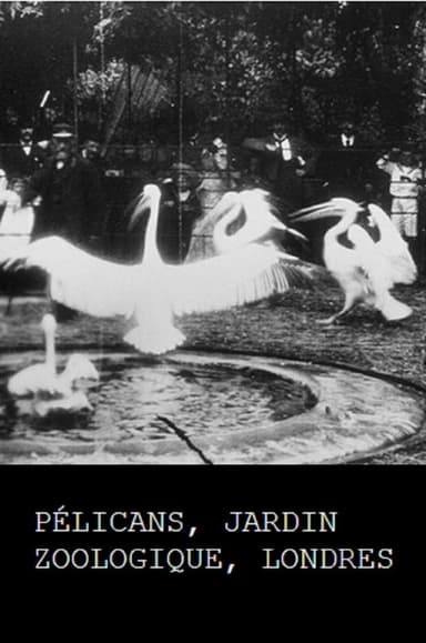 Pelicans, London Zoological Garden poster