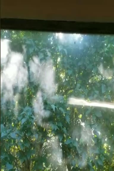 Leaves of Light poster