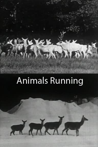 Animals Running poster