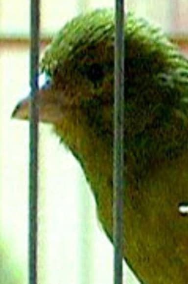 Russian Canary poster