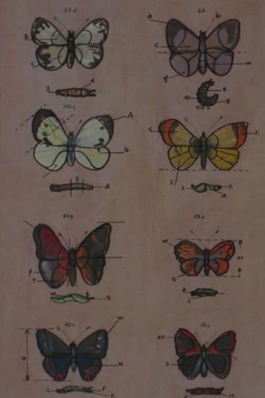Lekcja anatomii poster