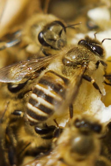 A World Without Bees? poster