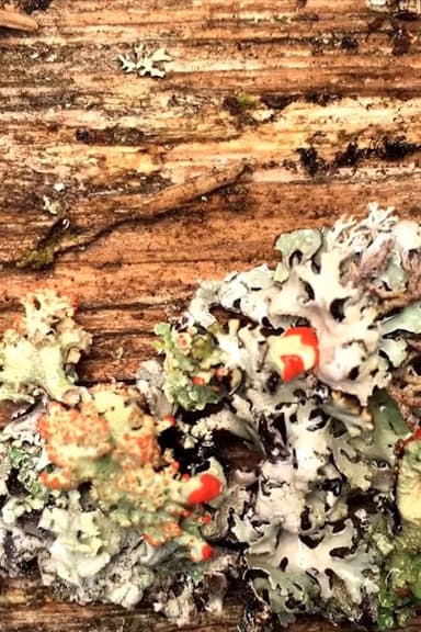 Lichens (Secrets of Nature #2) poster