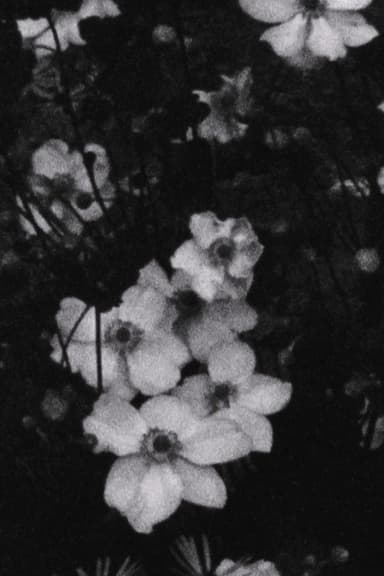 Für P. (Weiße Blumen) poster
