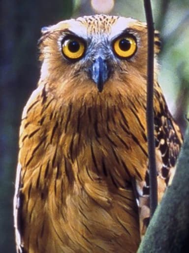 Wild Borneo poster