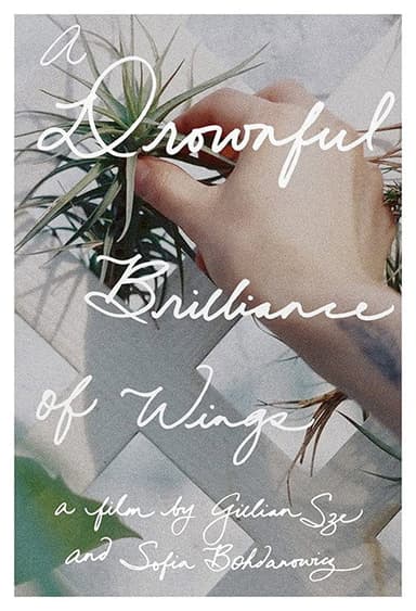A Drownful Brilliance of Wings poster