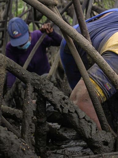 Mangrove Women poster
