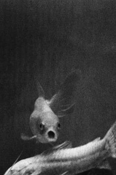 A Couple of Fish poster
