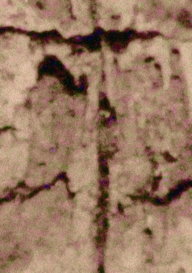 Ruido; Rauca poster